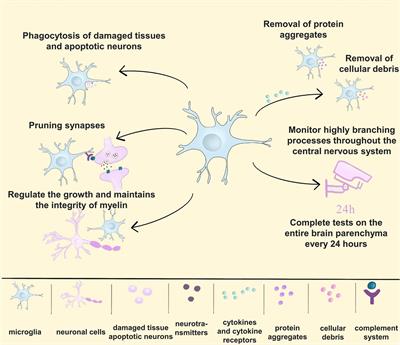 New insight on microglia activation in neurodegenerative diseases and therapeutics